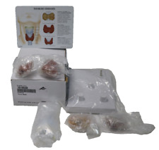 3B Scientific Anatomicals W33370 Schilddrüse Modell,1019548,Anatomische Darstelu