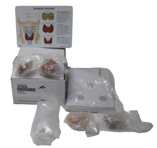 Scientific anatomicals - scientific,