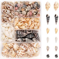 100 Stück Muscheln zum