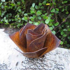 Rose Rosenblüte Blume Blüte