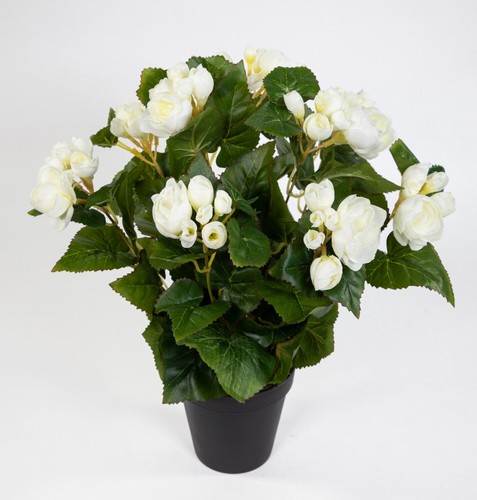 Begonie 38cm weiß topf - weiß, im