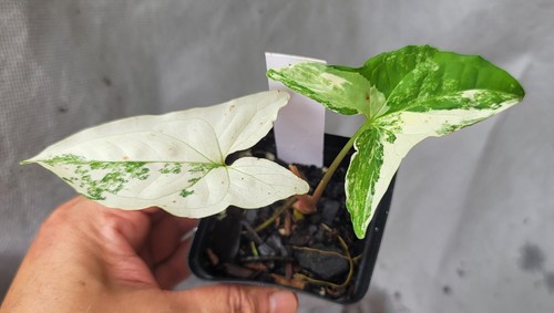 Syngonium albo rare - syngonium, albo,