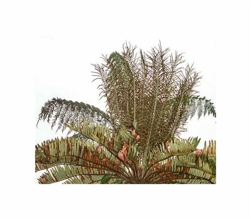 10x blechnum auratum - 10x, baumfarn
