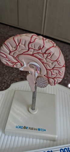 Anatomisches modell einer - modell,