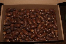 25 Eicheln (Stieleiche) - neue Ernte 2025  zum Basteln Deko Floristik Natur