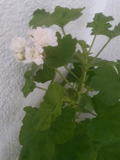 Pelargonie "April Snow" – rosenknospige Rarität