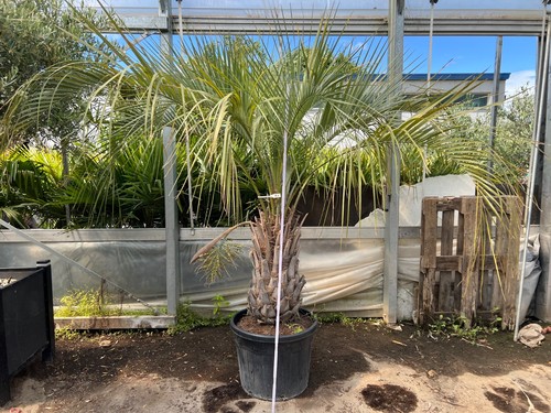 Butia capitat xxl palme - capitat,