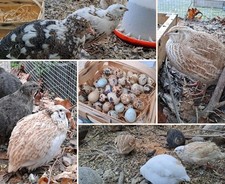 24 Wachtel Eier Japanische