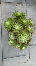 539.Aeonium Kaleidoscope 69€ 