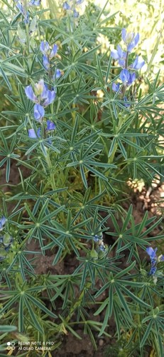 Lupine düngelupine - lupine,