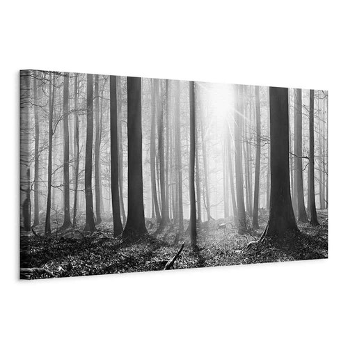 Wald landschaft natur - wald,