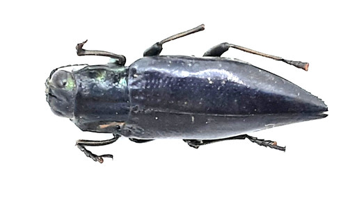 Buprestidae cyphogastra - buprestidae,,