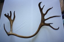 Hirschgeweih, Karibu