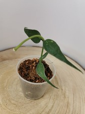 heavenly HOYA Hoya sp. Vietnam