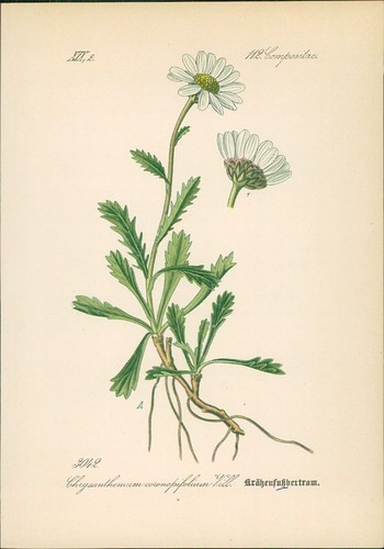 Chromolithographie - ,