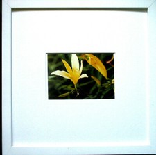 THOMAS STRUTH >Gelbe Lilie< HAND-SIGNIERT, Multiple, hand-signed,mit Rahmen