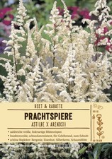 Astilbe arendsii
