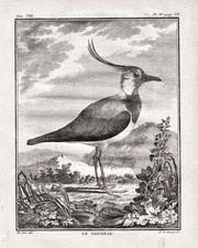 Kiebitze Kiebitz Lapwing Vogel