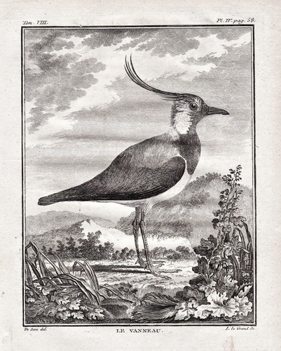 Kiebitze kiebitz lapwing vogel - kiebitze,