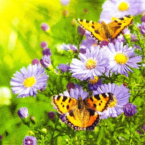 Servietten butterflies on - butterflies,