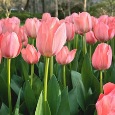 Tulpen rhizome blumenzwiebeln - tulpen,