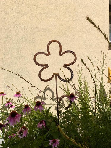 Hufeisenblume blume - hufeisenblume,,