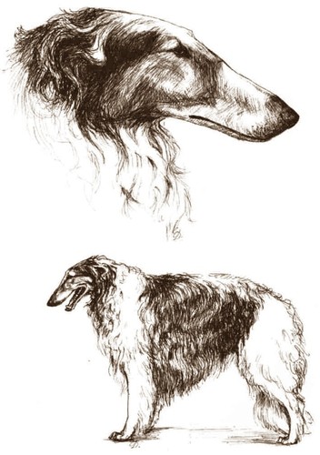Windhund levrier barsoi - windhund,