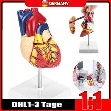 Herzmodell Herz Modell