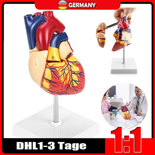Herzmodell herz modell - herz,