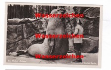 AK Berlin, Zoologischer Garten, See-Elefant Roland und sein Wärter 