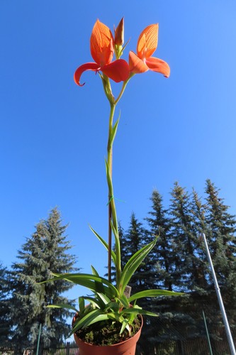 Kap orchidee disa uniflora - kap,