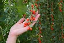 SAMEN Garten Blumen Samen Rarität seltene Pflanzen schnellwüchsig GOJI - BEERE