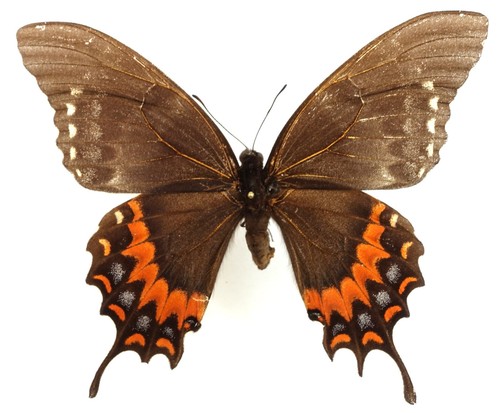 Papilio garamas abderus female - garamas,