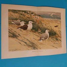 Orig.(1910) Chromolithographie Mantelmöwe + Silbermöwe 