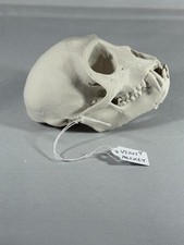 Replik Tierschädel Vervet