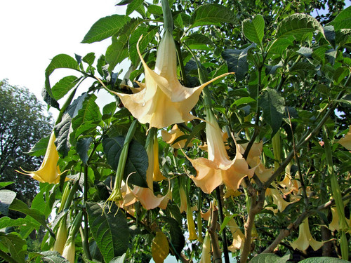 Seltene brugmansia samen - brugmansia,