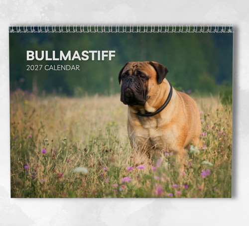 Bullmastiff kalender 2027 - kalender,