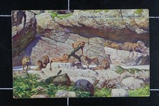 AK Hamburg 1911 gelaufen Hagenbecks Tierpark Löwen Löwenschlucht Stellingen