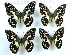 Set 4 x Papilio demoleus