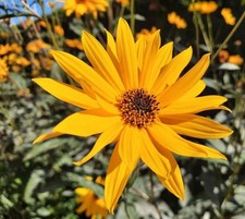 Staudensonnenblume - 30 Pflanzen - mehrjährig - Sichtschutz