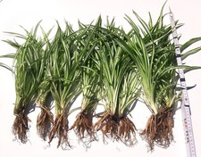 Grünlilie, Terrarienpflanze