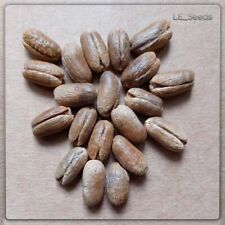 20 x Phoenix theophrasti Samen