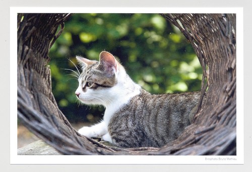Postkarte katze - ak,