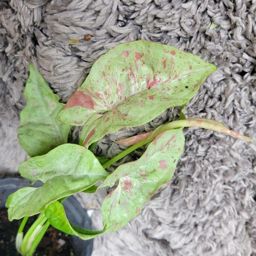Milk confetti syngonium - syngonium,