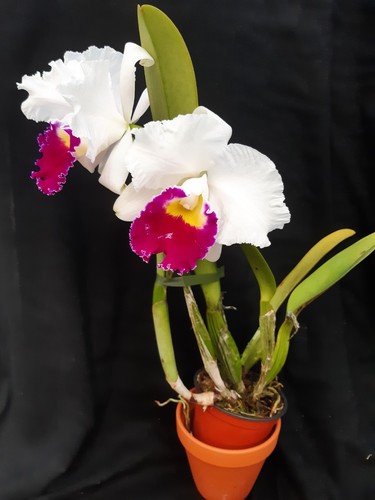 Orchidee cattleya hybride - orchidee, cattleya-hybride