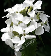 Foto 6x4 Weiße Ehrlichkeit