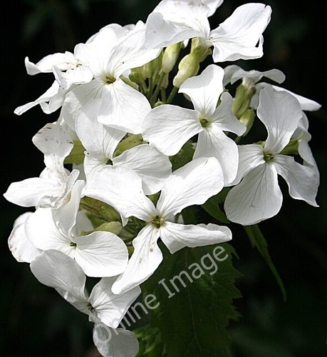 Foto 6x4 white - 6x4, honesty
