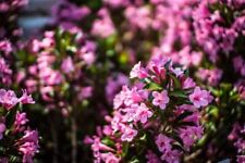 Weigela florida 'Pink Poppet' - Weigelie Pink Poppet