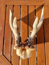 2 Tisch-Deko Set Reh-Geweih 17 cm unten 3 cm stark Echt !!  Abwurfstange Gehörn