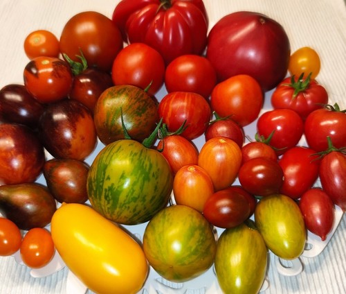 Tomatensamen tomaten saatgut - tomatensamen,